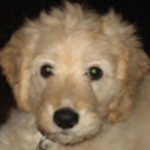 Meet your Posher, Joseph